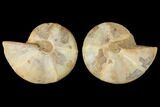 Cut & Polished Agatized Ammonite Fossil- Jurassic #131696-1